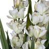 29BJ-911-45 Орхидея CYMBIDIUM искусств. белая в горшке h110 см