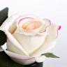 96CN-RB42 Диффузор Rose Bud Pink, спрей Rose Petal 5мл в упак.